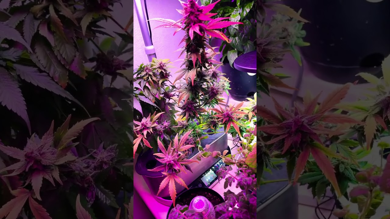 Harvest Time! Day 80; Royal Queen Seeds; Northern Lights; AeroGarden Cannabis Grow