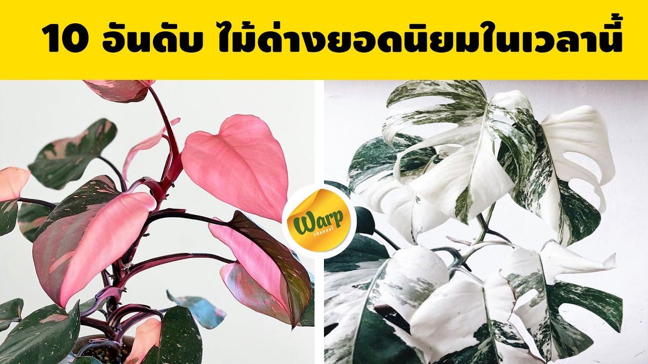 10 พันธุ์ไม้ด่าง ไม้ฟอกอากาศ ที่กำลังเป็นที่นิยมในประเทศไทย...แพงได้ใจไปเลย