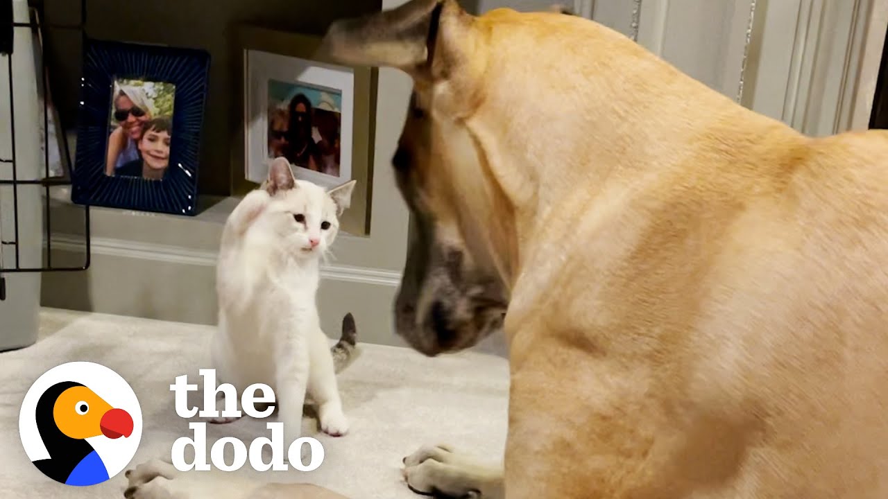 Kitten Steals Great Dane's Bed And Tries To Eat Out Of His Bowl  | The Dodo Odd Couples