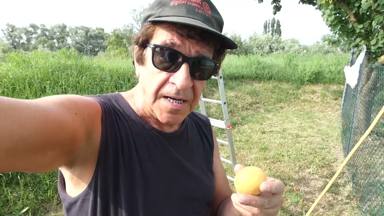 Le mie Albicocche Raccolta-Lo ZioMax..
