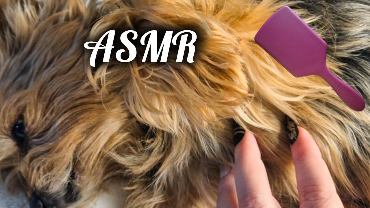 ASMR Very Tingly Scratching & Brushing Sounds 💤🐾 to Help You Fall Asleep (No Talking)