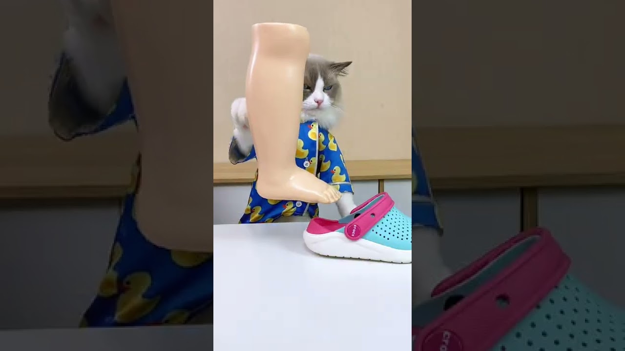 Oddly satisfying 🤪🤪🤪 Kids don&rsquo;t try at home #thatlittlepuff  #Puffanythingyoulike #catsofyoutube