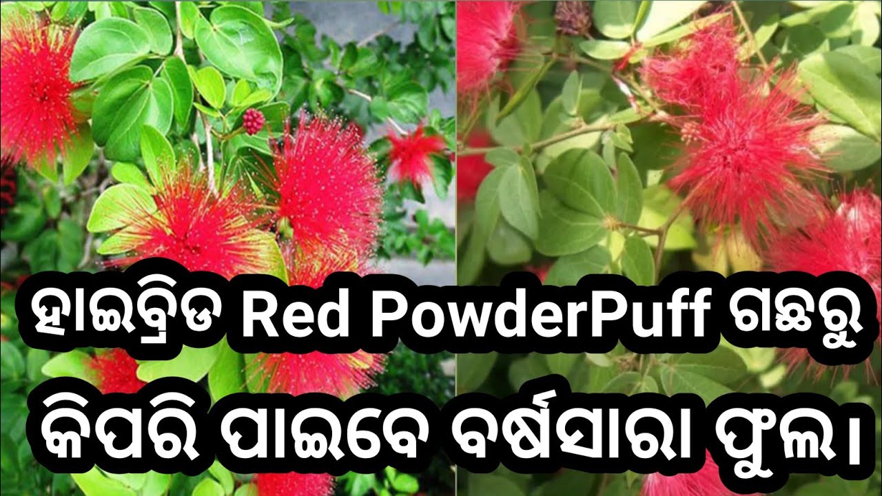 କିପରି ପାଇବେ Red PowderPuff ଗଛରୁ ଅଧିକ ଫୁଲ #flowergarden #gardenplants #gardeningtips #floweringplants