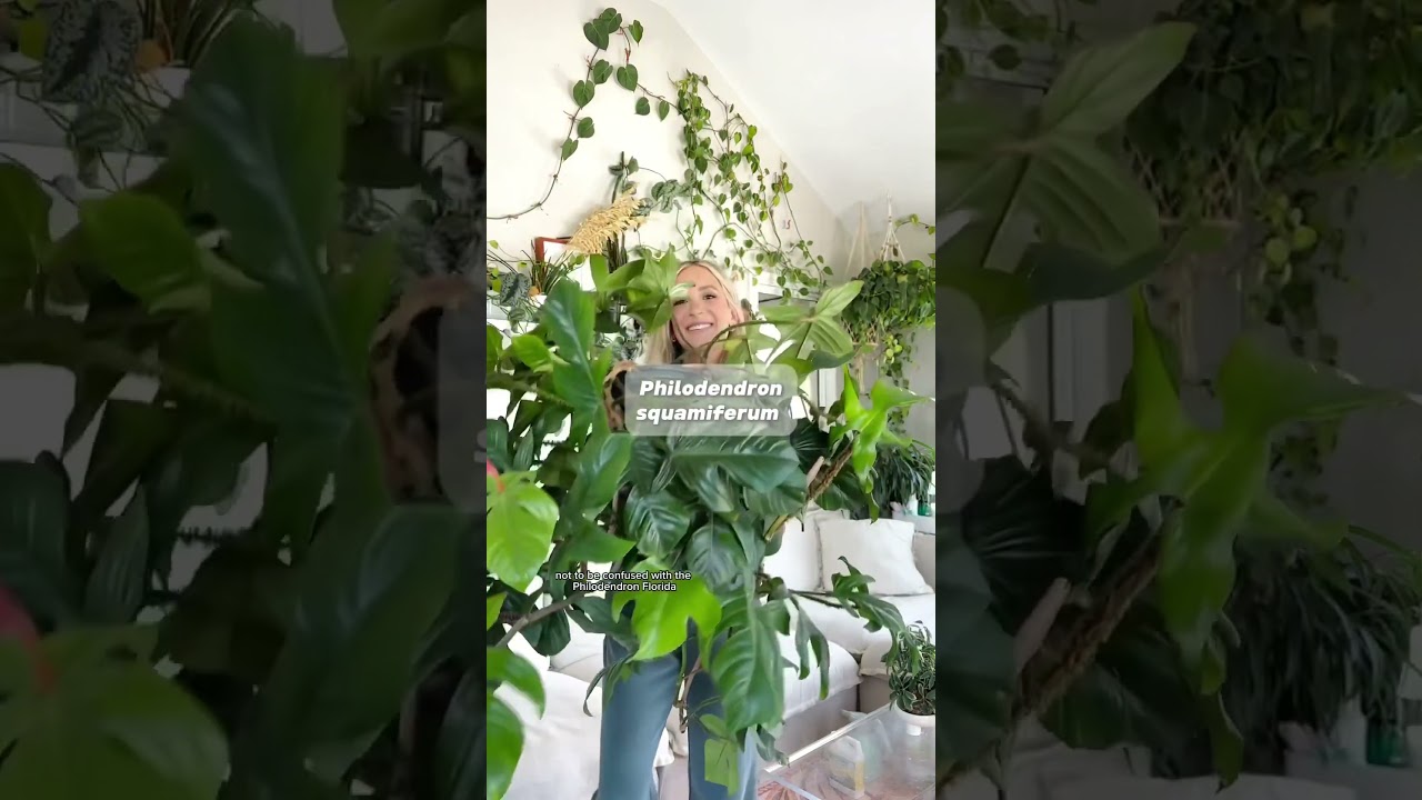 Do you have one? #plants #houseplants #plantgoals #indoorjungle #philodendron