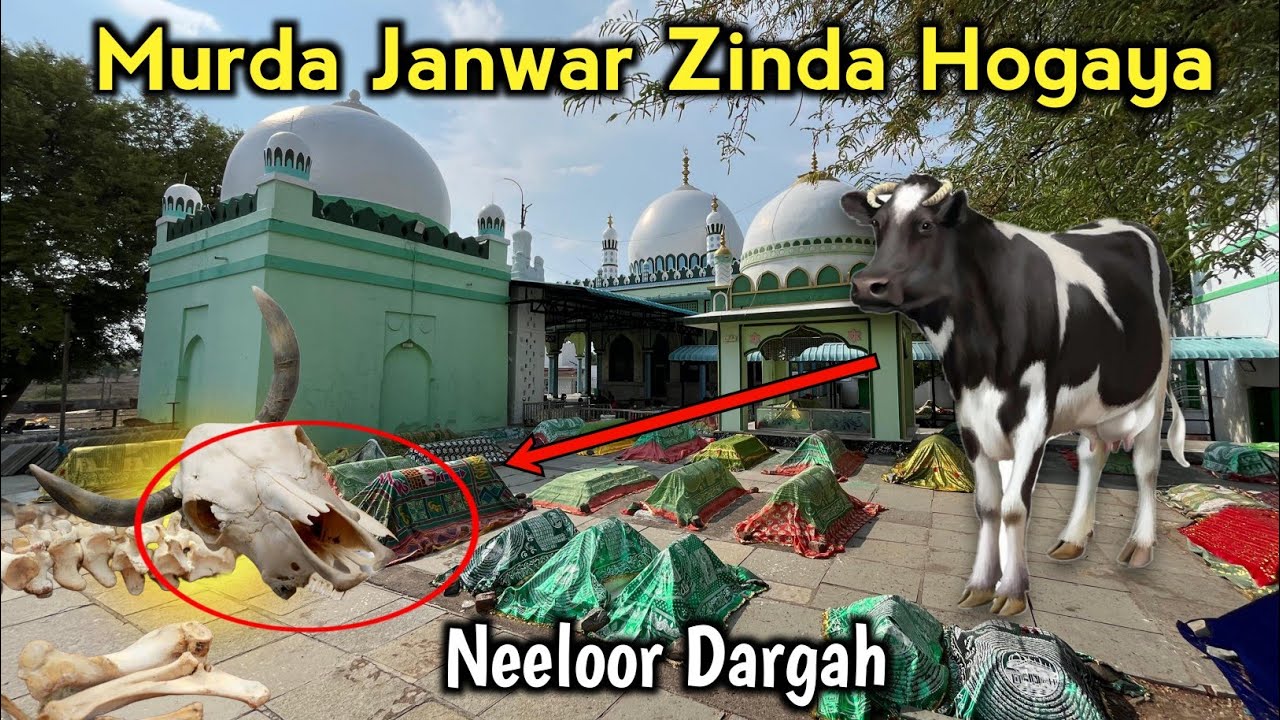 Janwar ki Haddiyon Se Murda janwar Zinda kar Diya | Ismail Shah Qadri History | Neeloor Dargah vlog