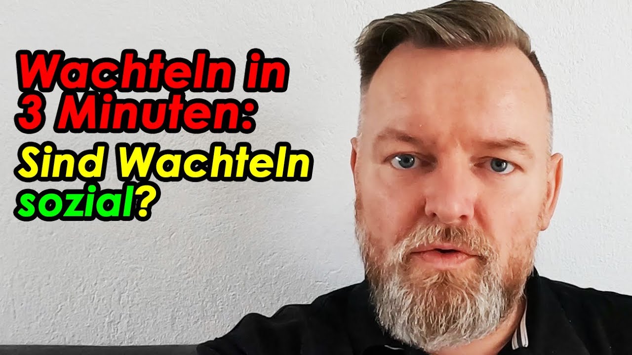Sind Wachteln sozial? #Wachtelnin3Minuten erkl&auml;rt von der Wachtelfarm Hettstedt
