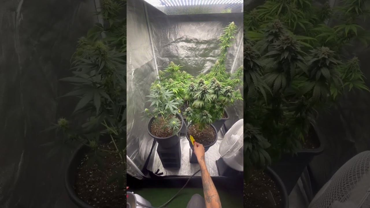 🤩 Bl&uuml;te Tag 54 🤩 Amnesia Haze / Pink Runtz / Purple Bud / Mars Hydro TSW 2000