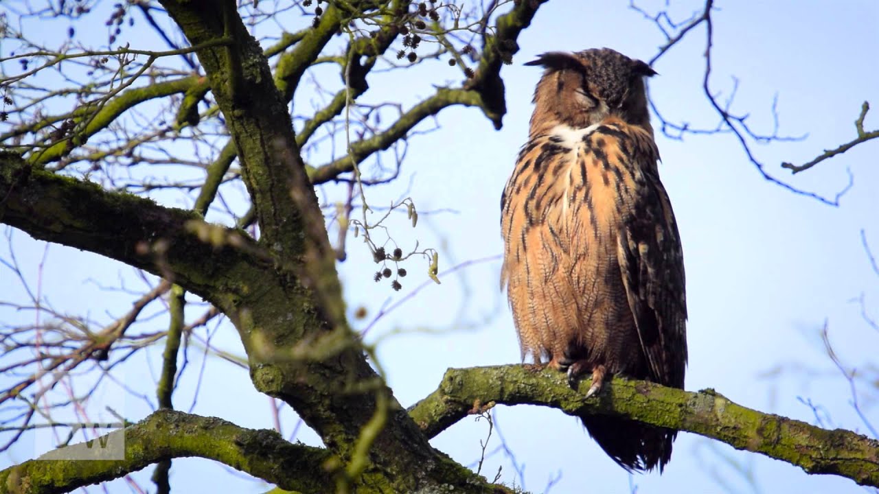 Eurasian eagle-owl (Bubo bubo) sitting on a roof and in a tree