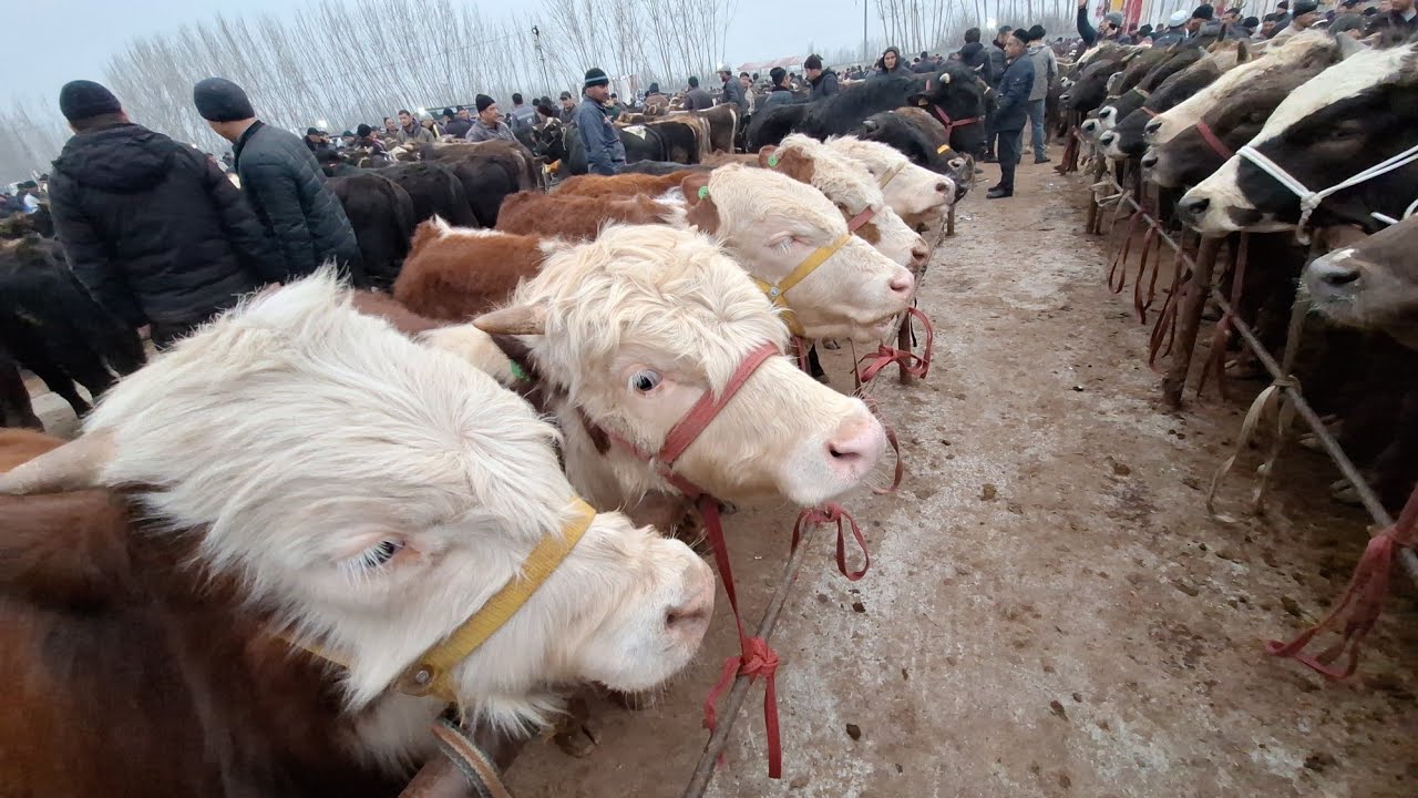 Hayotbek Uz в прямом эфире!