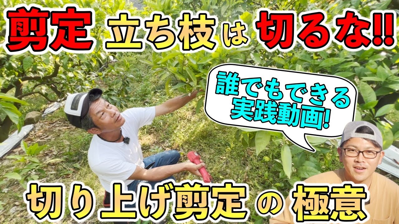 【神回】「剪定」実践動画！立ち枝は切るな！切り上げ剪定の極意！誰でも出来る簡単剪定！【長崎県 みかん・柑橘農家 平田守さん】