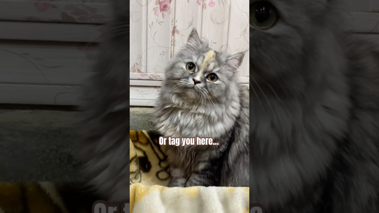 Ты в безопасности😸🐾 