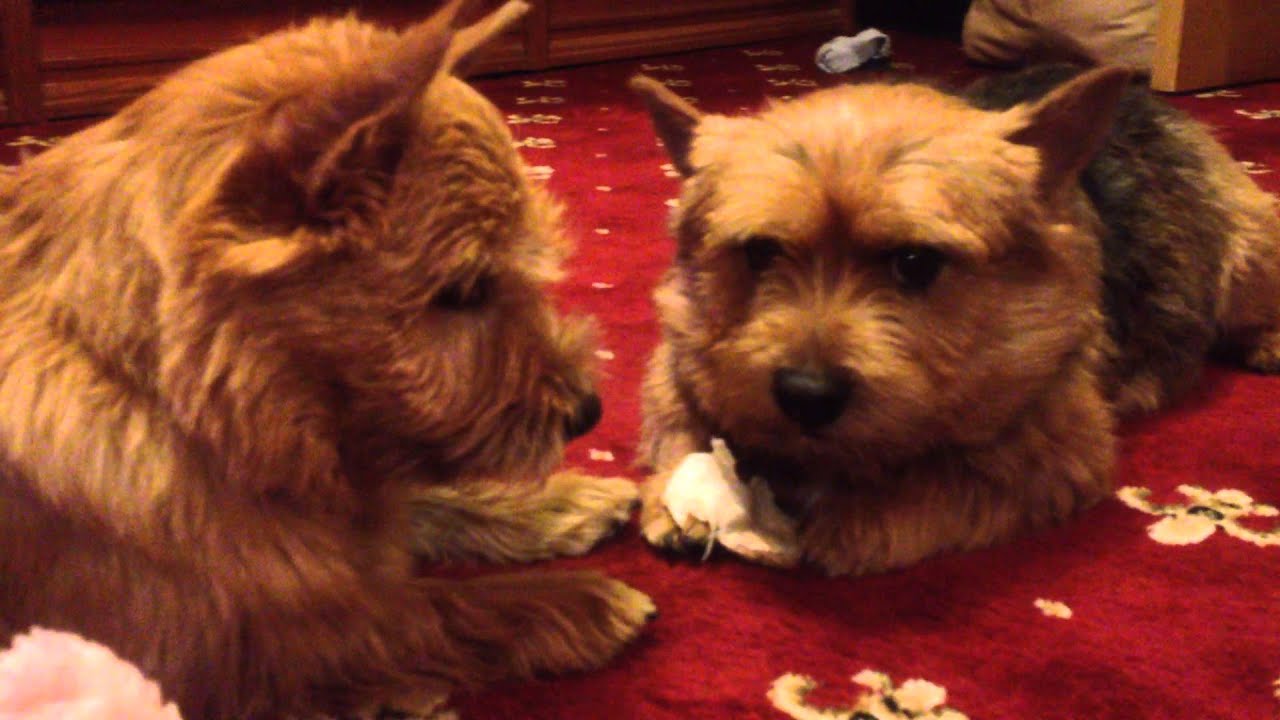 Norwich terriers have a dialog/ Диалог норвичей