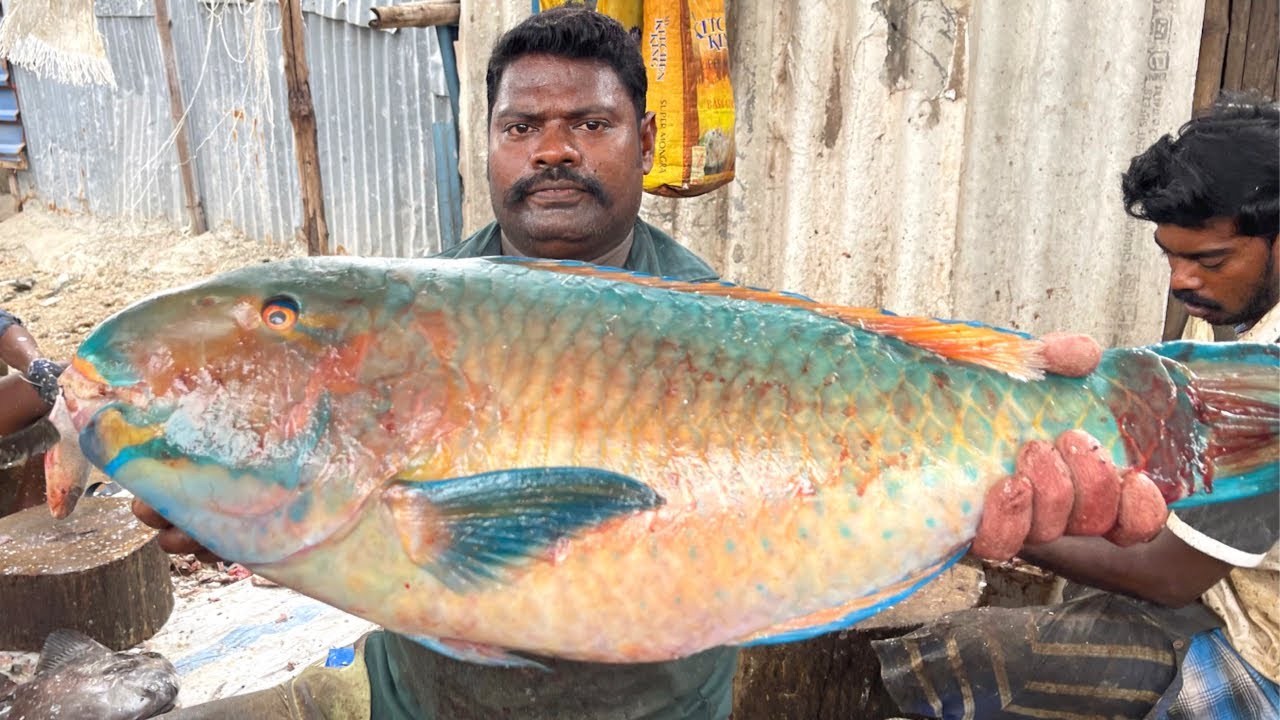 RARE 🦜PARROT🦜 FISH CUTTING | FISH CUTTING SKILLS | FISH CUTTING VIDEOS #kasimedu | UK SONS MARINE