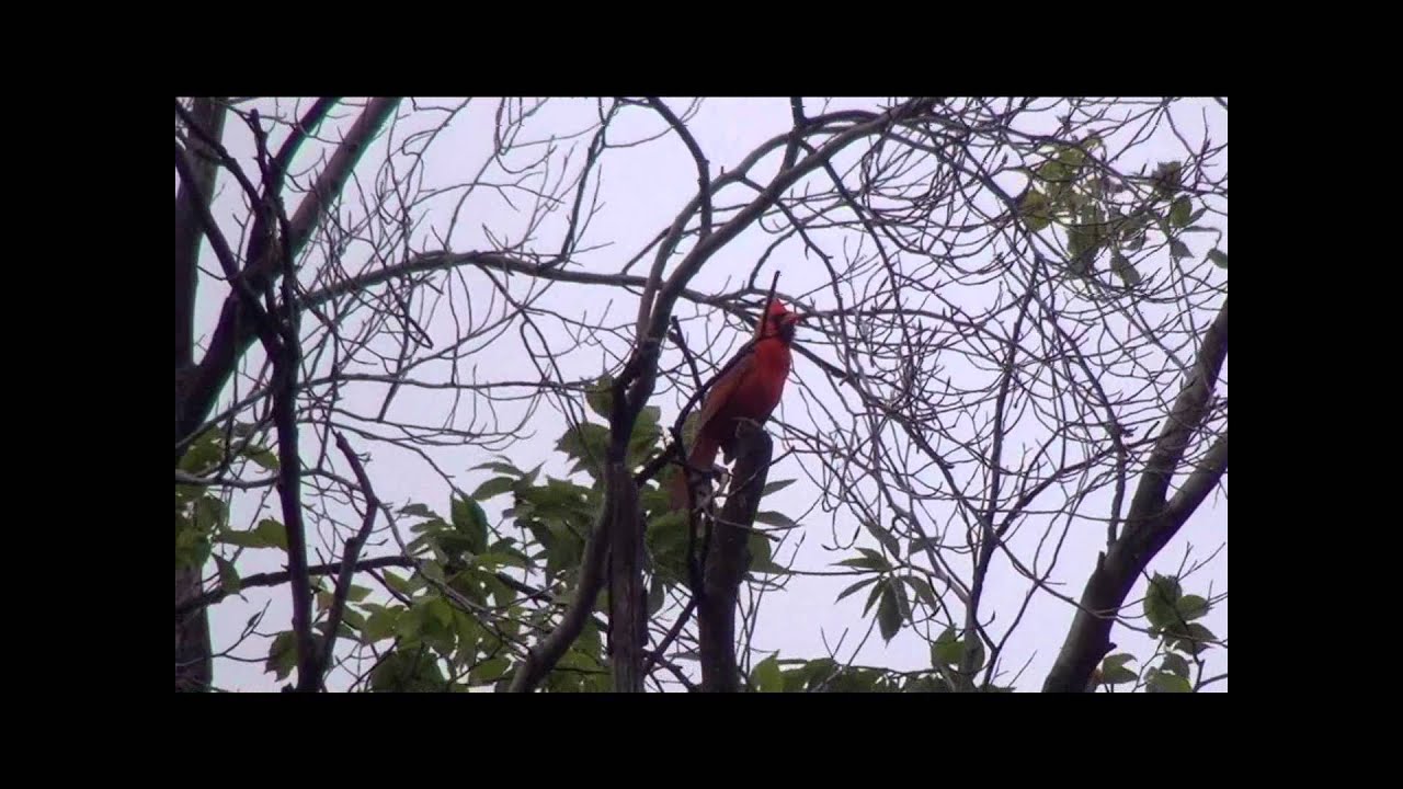 Cardinalis cardinalis (Cardinalidae)