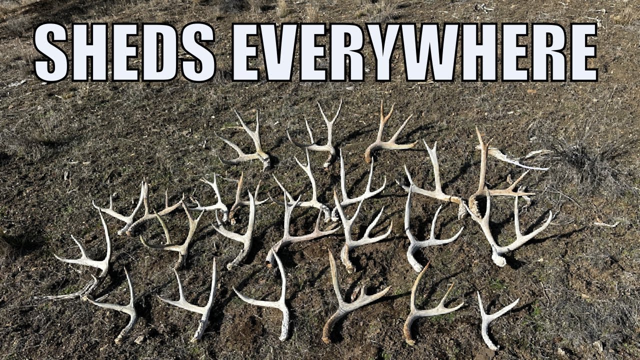 Поиск сараев в 2026 году | Сараи повсюду