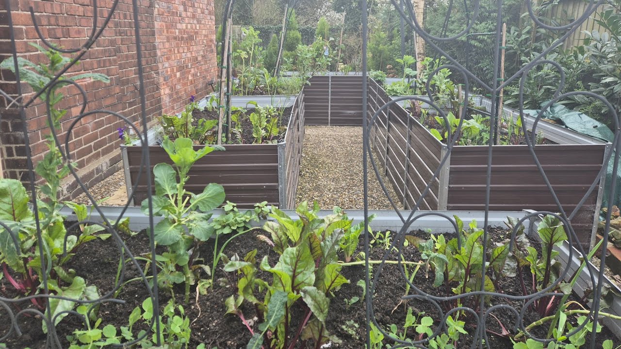 Vegetables garden in march - what seeds I sow in march 
