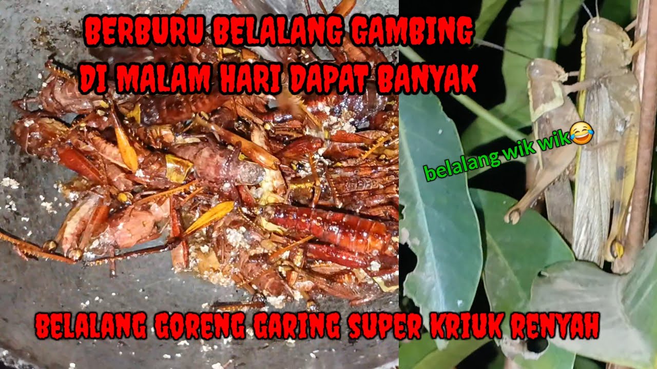 BERBURU BELALANG GAMBING DI MALAM HARI DAPAT BANYAK BELALANG GORENG GARING SUPER KRIUK RENYAH