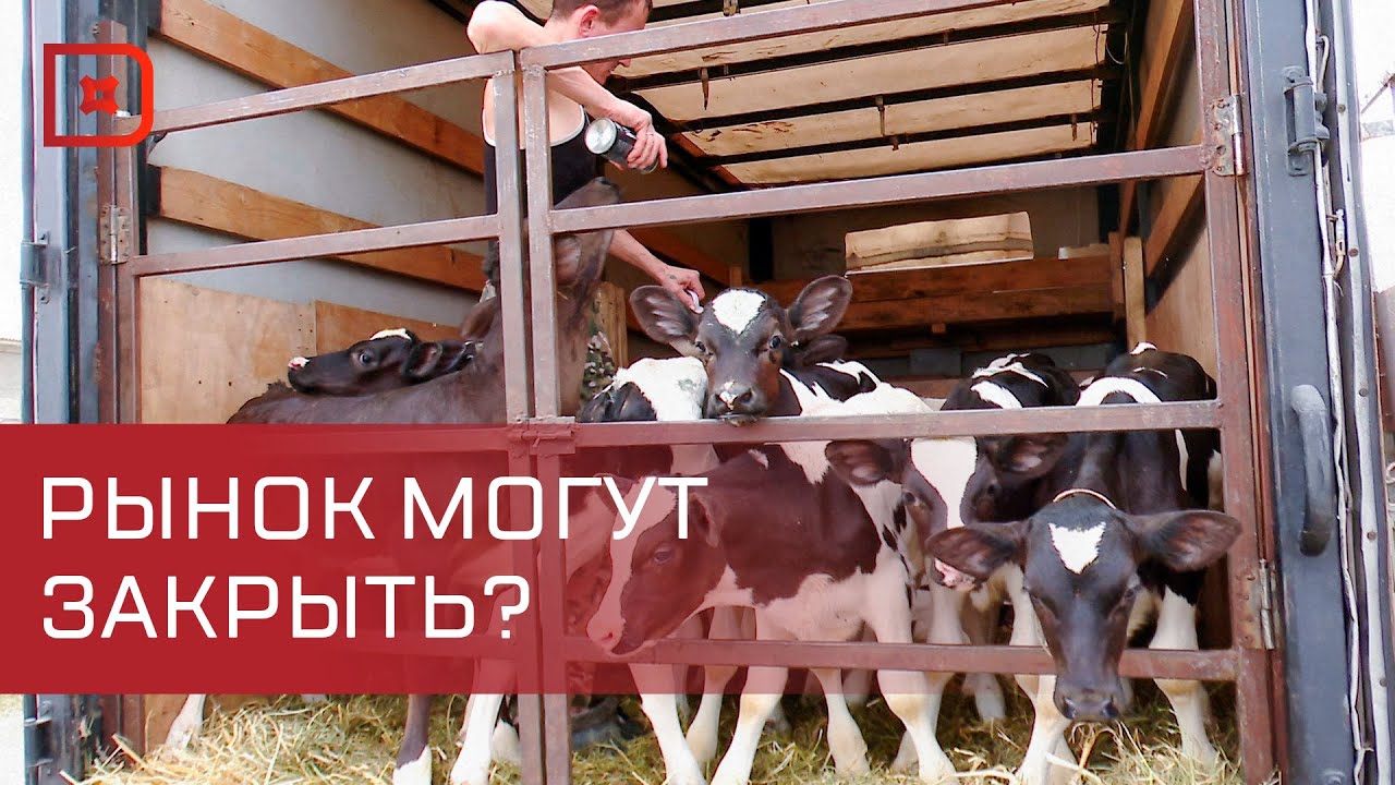 Рейд на скотном рынке в Хасавюрте. Могут ли закрыть торговую точку?