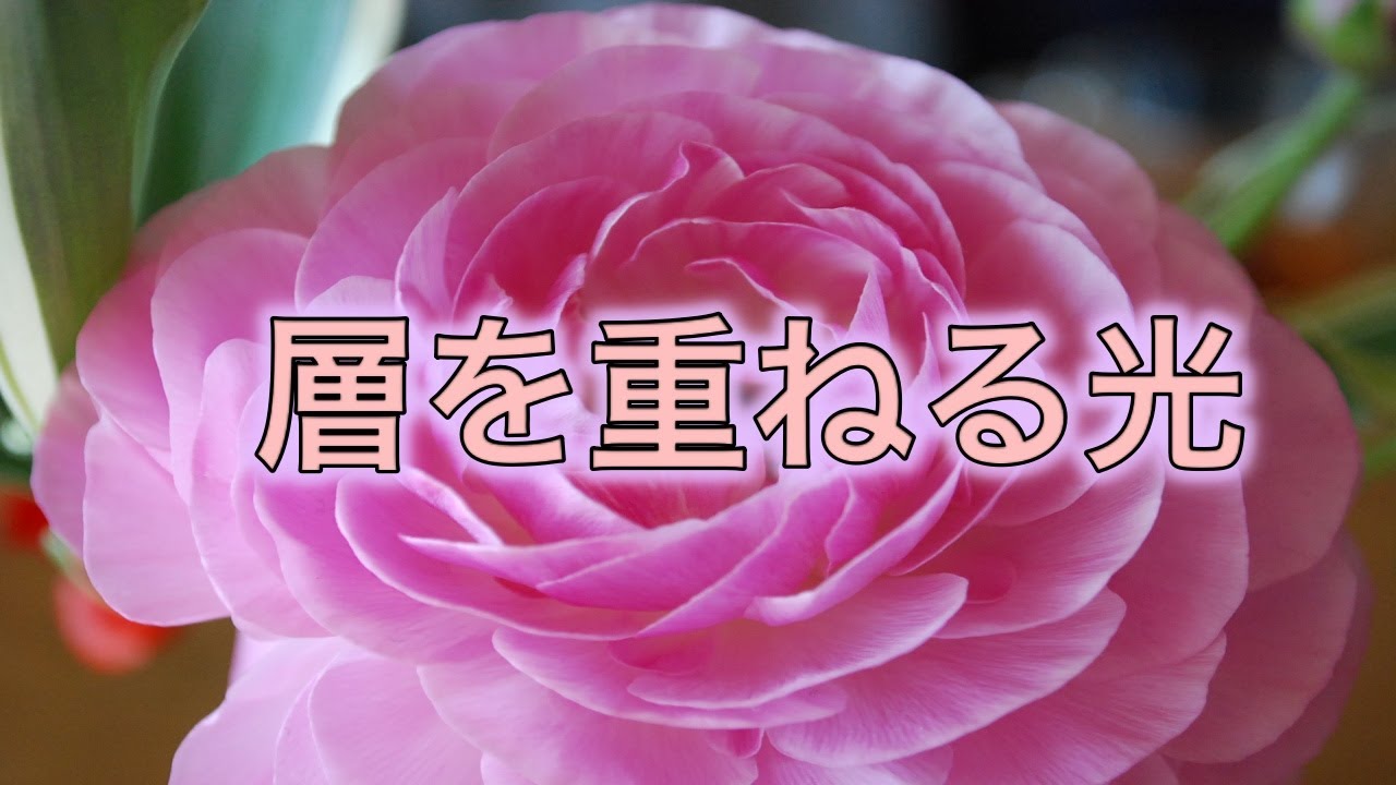 🌸 「ラナンキュラス」が教えてくれる人生の光と輝きの物語 🌸