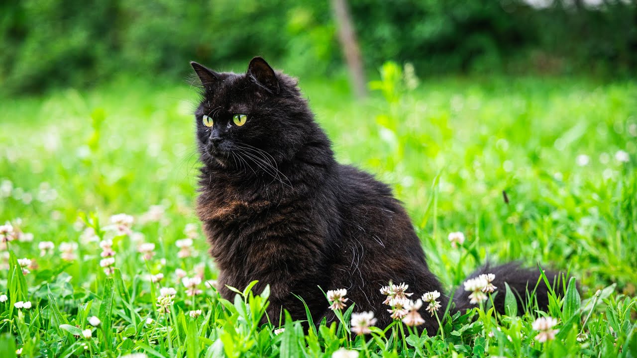 The King of Fun 🤣 Black Norwegian Forest Cat