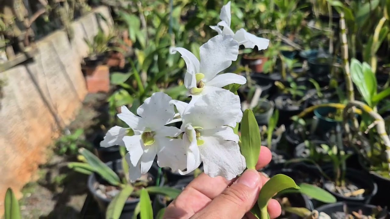 Um pouco do dia a dia no meu orquidário. #orquídea #plantas#orquideasdacidinha