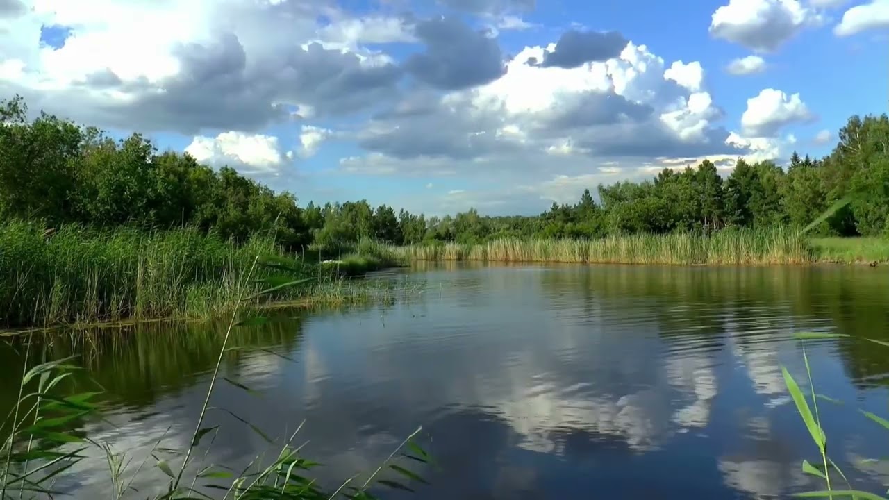 звуки природы.звуки озера.звуки лягушек