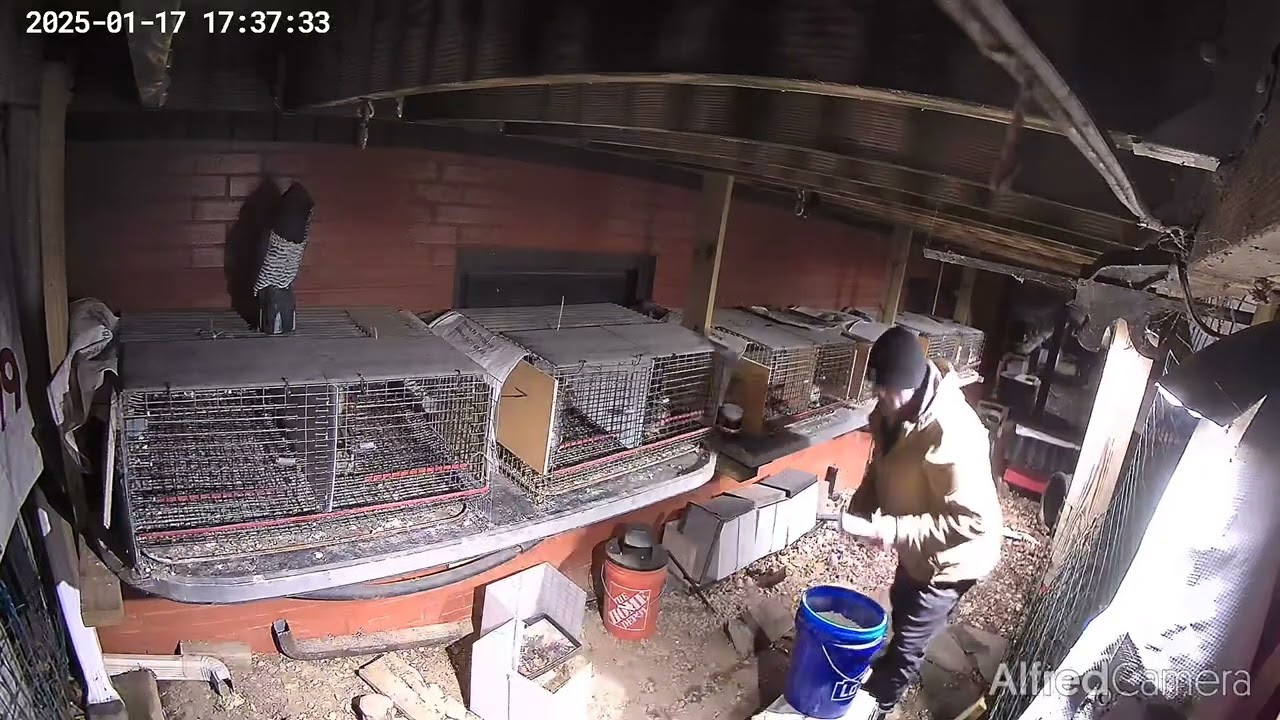 Tully River Quail jumbo quail layer cage system 