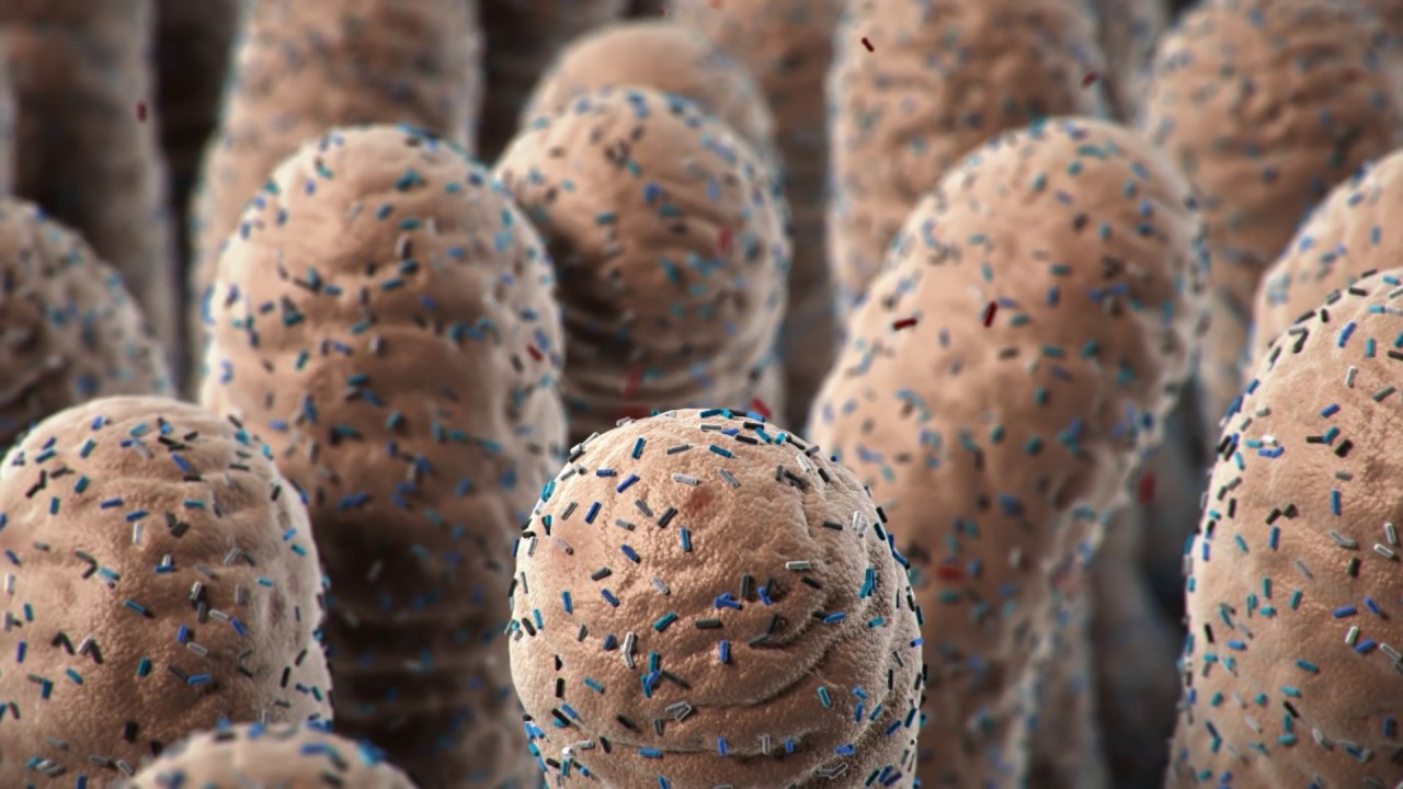 Beneficial Bacteria - Noncommercial - NobleBio - Cortical Studios | MoA Animation