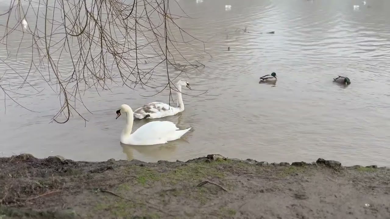 Swans' Winter ❄️🦢💦♥️❤️🤗