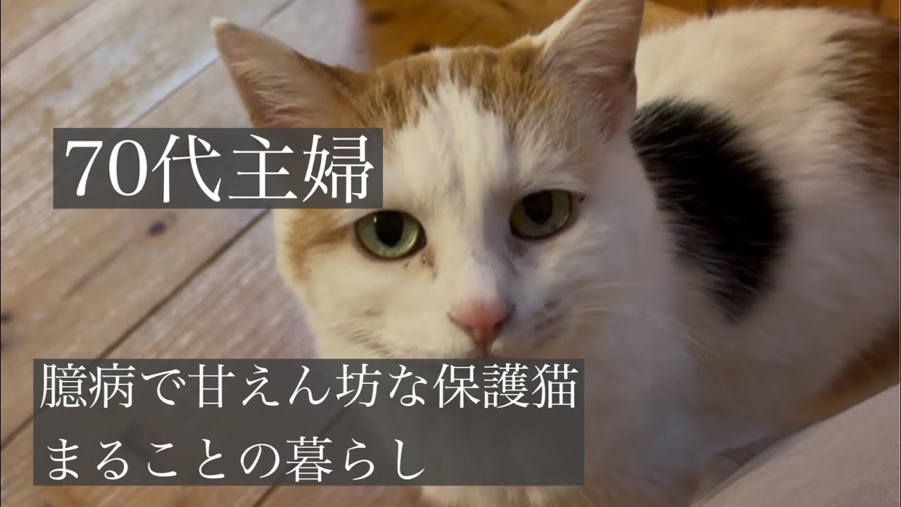 【シニアライフ】【臆病で甘えん坊な保護猫まるこ】生い立ち、大好きなめいこママとの時間