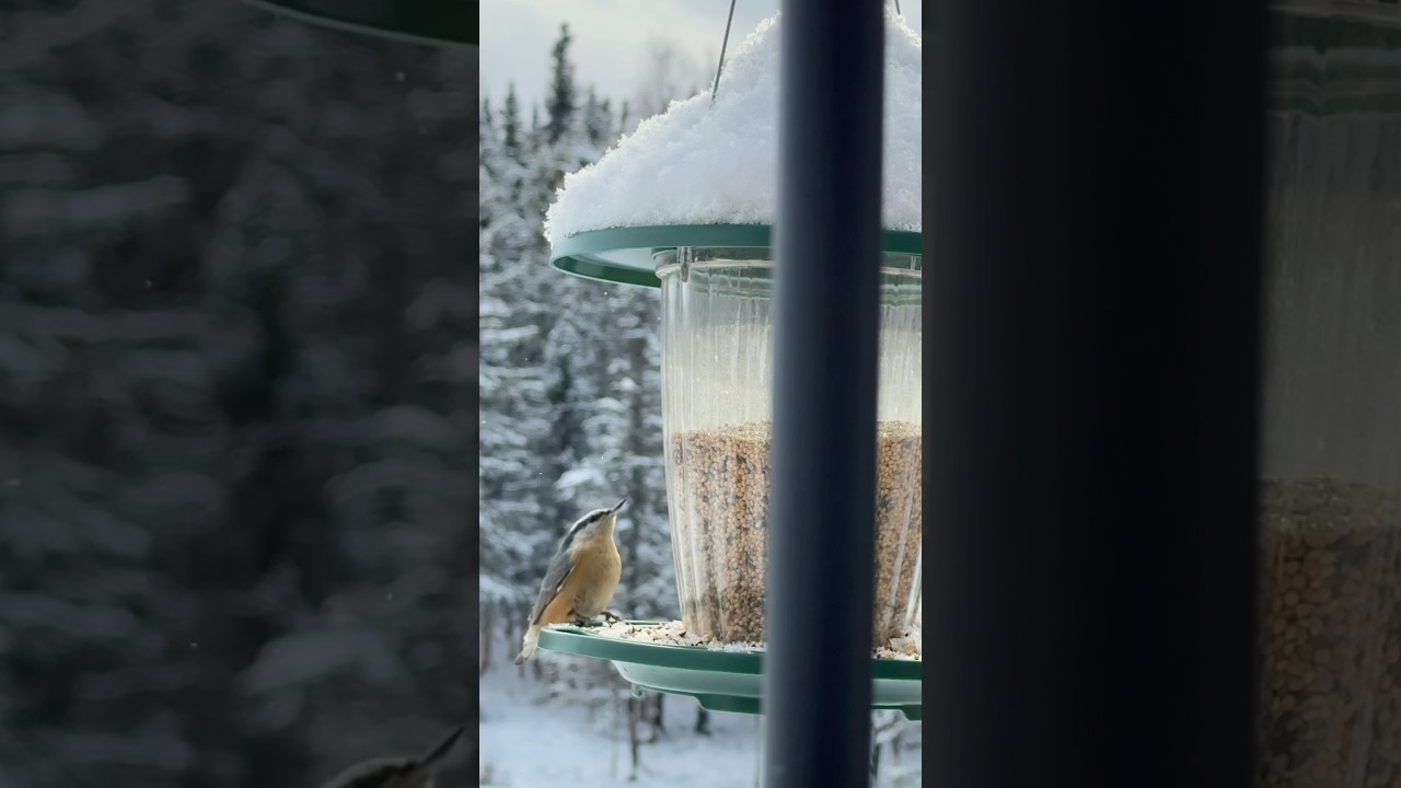 Alaskan Nuthatch!🤍 #HomeFreeAlaska #Alaska #Shorts #AlaskanWinter #WildBirds