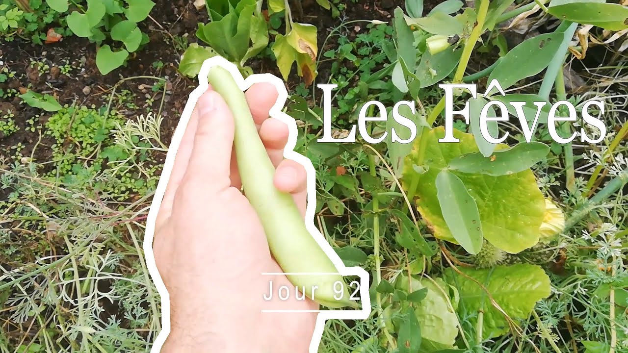 Les Fêves - De la graine à la graine