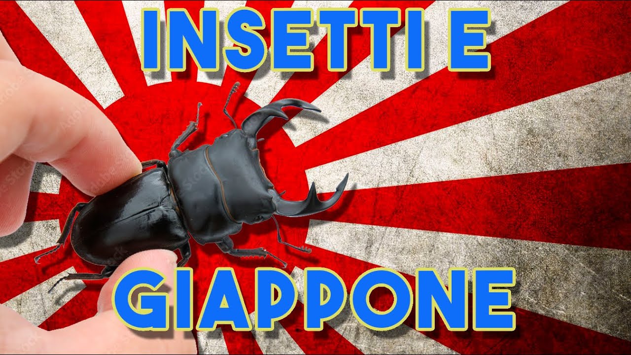 Perchè i GIAPPONESI sono fissati con gli INSETTI?