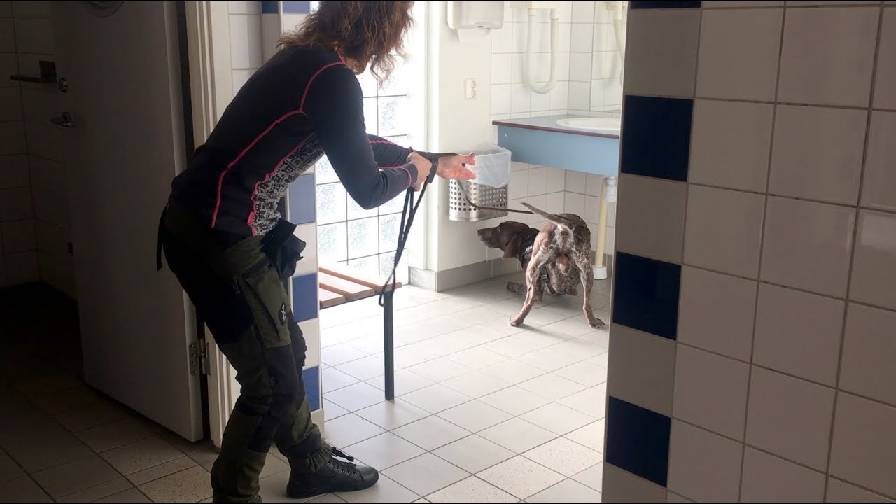 Vår andra klass 3 tävling i Nose Work