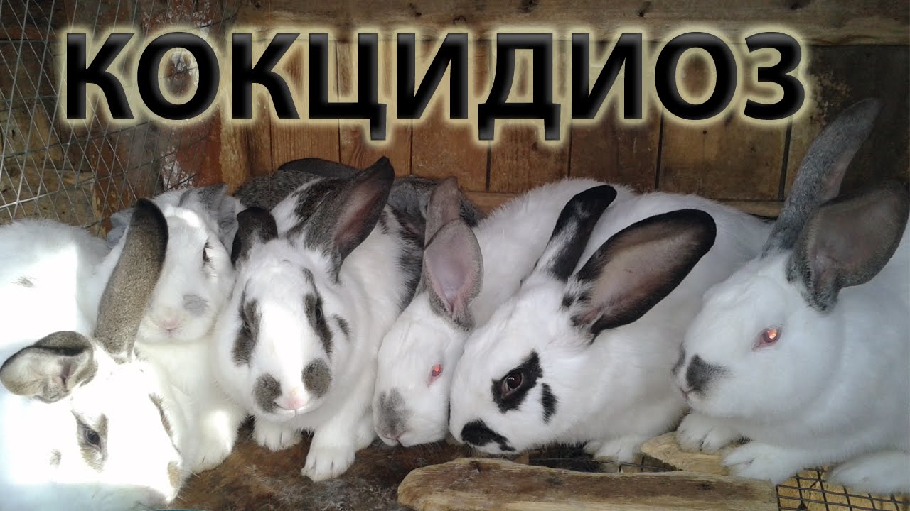 Кокцидиоз у кроликов – лечение болезни, симптомы, профилактика.