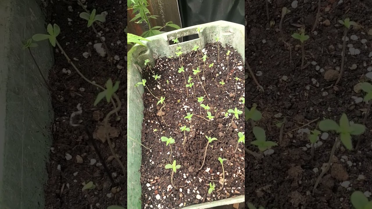 #Prenseeds