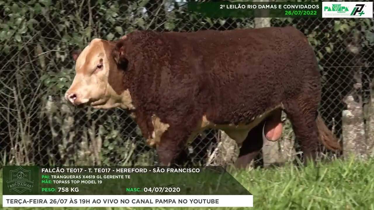 LOTE 30 - REPRODUTOR HEREFORD -  T.TE017