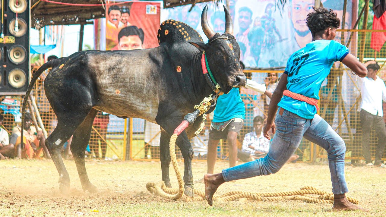வெள்ளலூர் நாடு குறிஞ்சிப்பட்டி திருப்பதி தேவர் அமரன் காளை VS அரசனூர் அதிரா போர் படை வீரர்கள்...