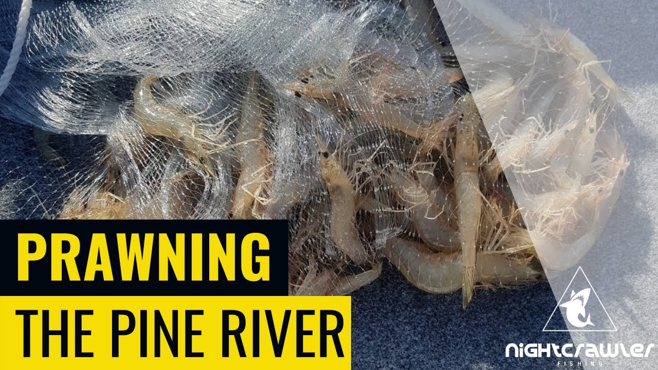 Prawning in the Pine River