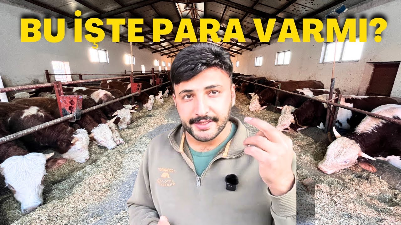 Krediyle Besiciliğe Girilir mi? Para Nerede, Kim Kazanır Kim Batar