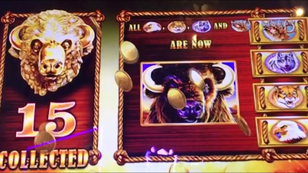 Aristocrat Buffalo Gold Wonder 4 Super Free Games Max $12 Bet Jackpot Handpay Happy Birthday Weekend