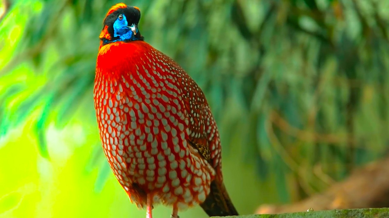 2 Hours Relaxing Bird and Nature Sounds with Piano - Stress Relief & Meditation and Calm