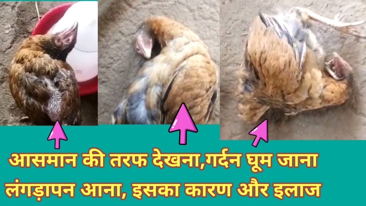 gardan ghoom Jana।। langda pen Aana।।desi murgi palan।।desi murgi farm।।desi poultry farm।।desi murg