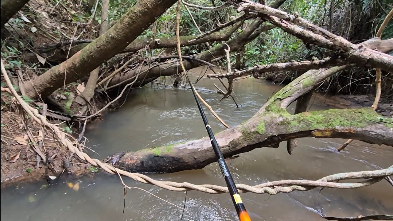 PESCANOS EM UM RIOZINHO SÓ PIAU BRUTO E PREPARAMOS NA BEIRA DA CACHOEIRA!!!!!