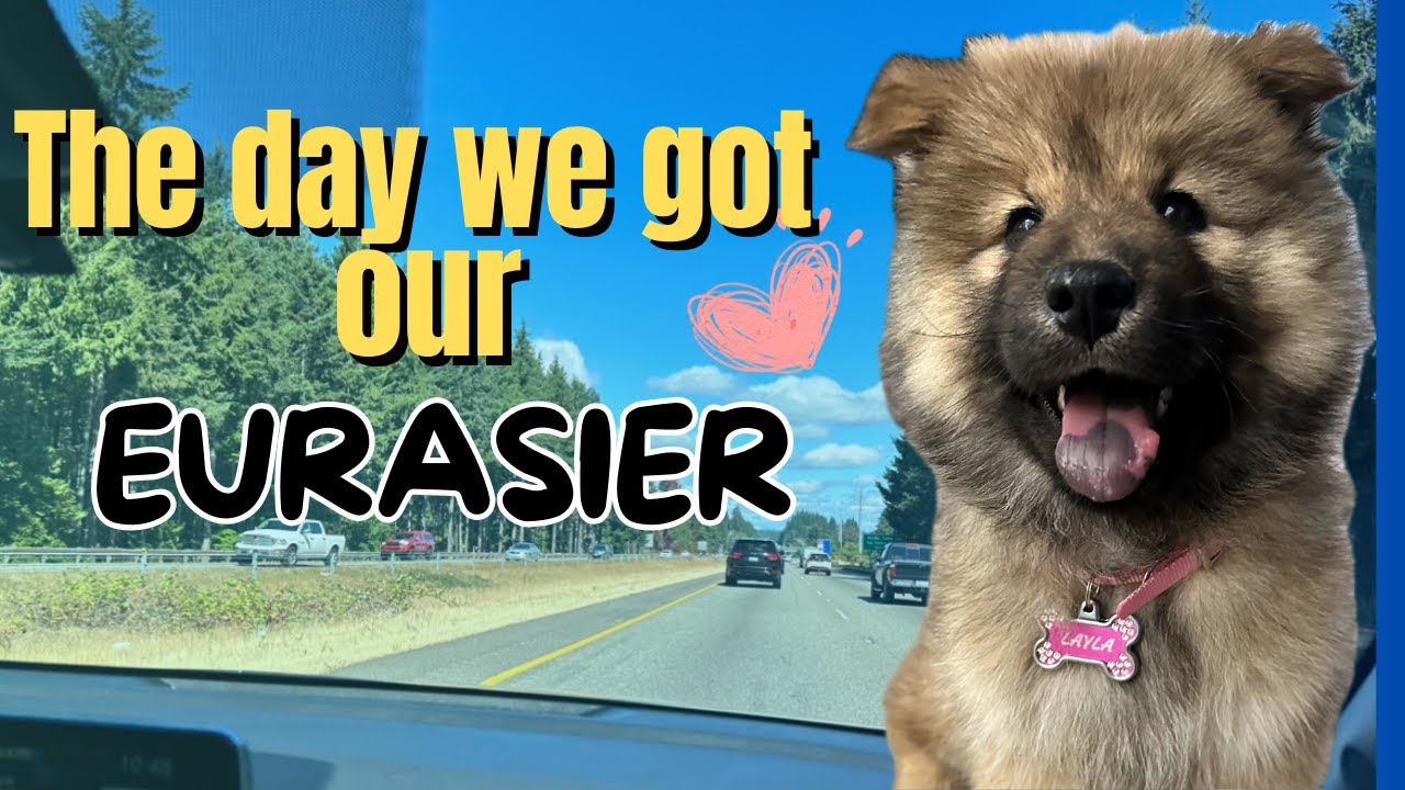 The day we got our Eurasier puppy! #eurasier #puppy #dog