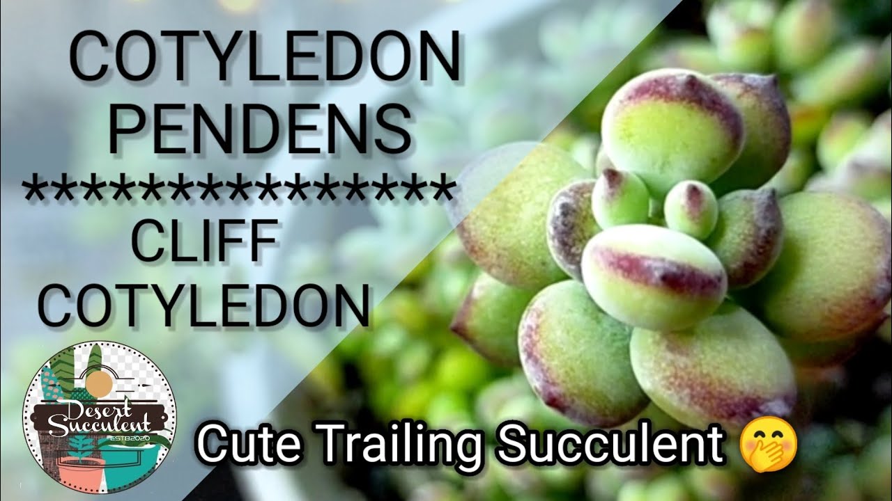 59/100 Cotyledon Pendens Succulent | Cliff Cotyledon • A Succulent with a cute face