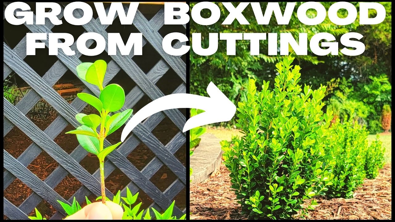 DIY Easy Boxwood (Buxus) Propagation | How To Grow Boxwood From Cuttings & Create Your Own Hedge