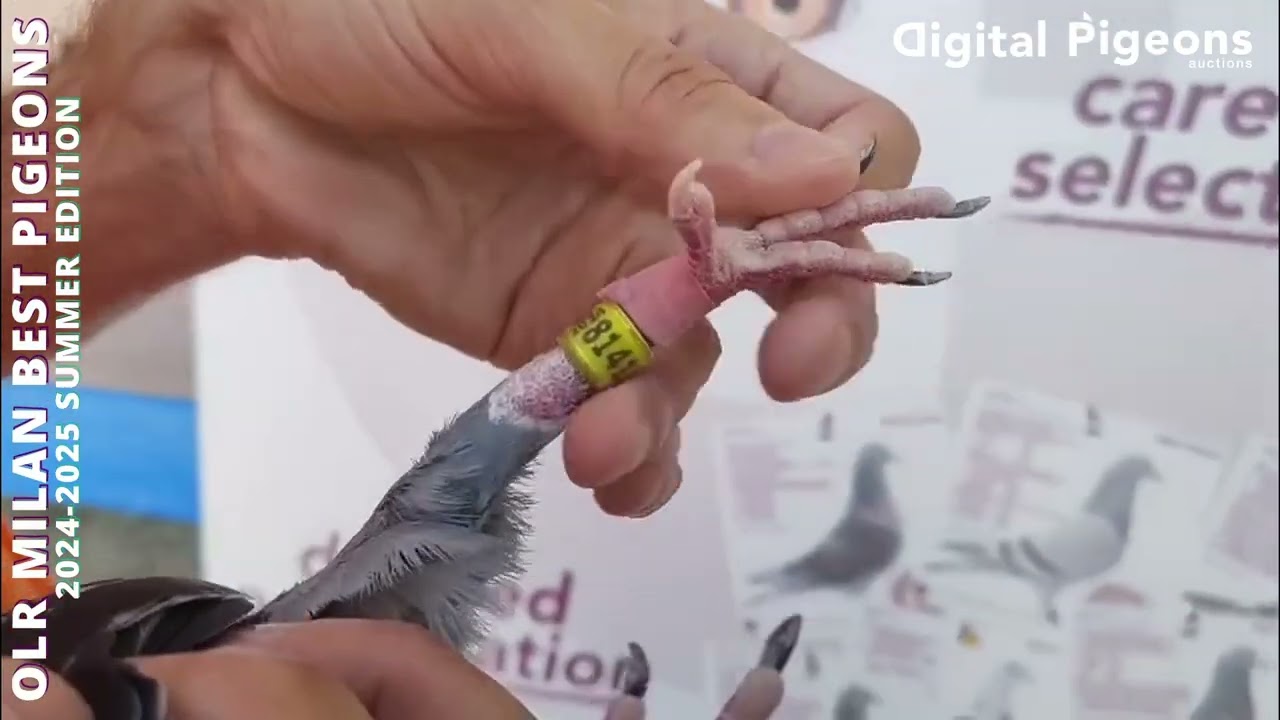 NL-8141326-24 - 3° FINAL - JELLE JELLEMA - DIGITAL PIGEONS AUCTIONS