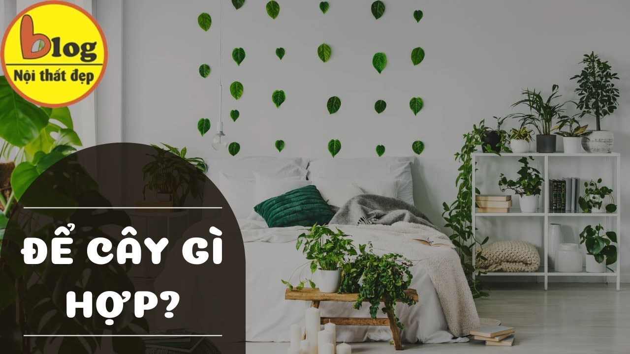 Top cây phong thủy trong phòng ngủ đẹp, tăng vận khí cho gia chủ