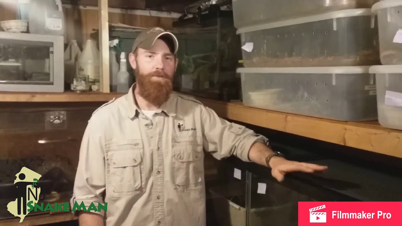 Northern Pine Snake: NJ Snake Man&rsquo;s Favorite NJ Snake!